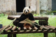沉庆动物园熊猫什么时候出来勾当？